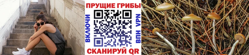 где купить   Вяземский  Псилоцибиновые грибы Psilocybine cubensis 